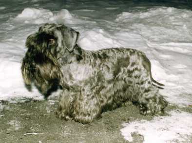 Mitzi