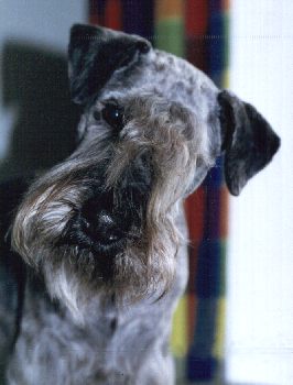 Nalle