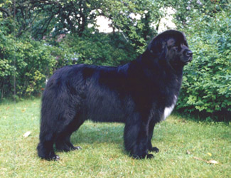 Tytti
